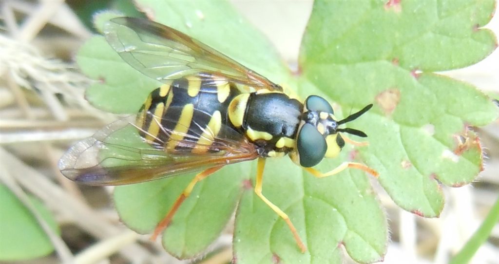 Chrysotoxum intermedium?